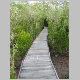 21. de mangrove boardwalk in Cairns.JPG